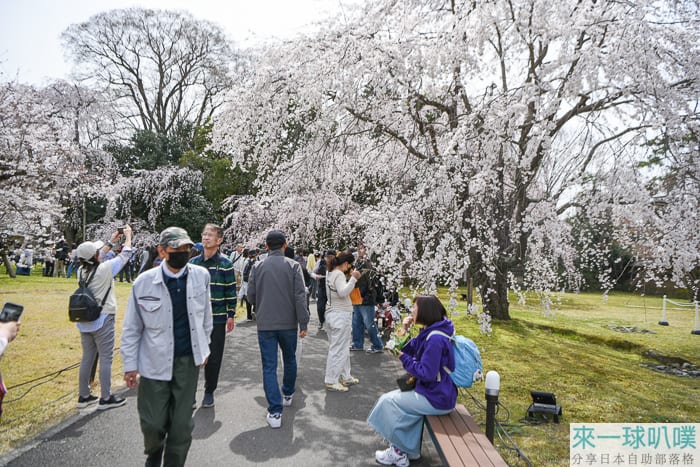 京都賞櫻推薦|醍醐寺超美櫻花枝垂櫻、交通行程安排