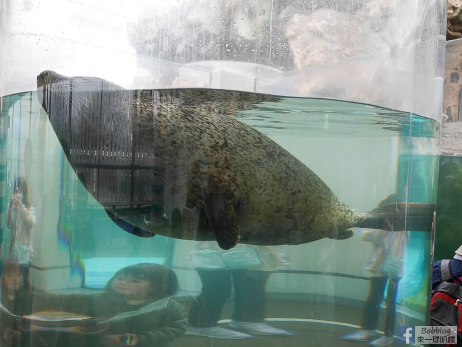 京都親子景點|京都水族館、可愛水族動物企鵝、海豚表演