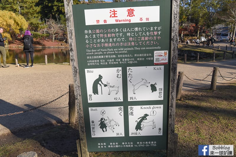 Todaiji-Temple-4