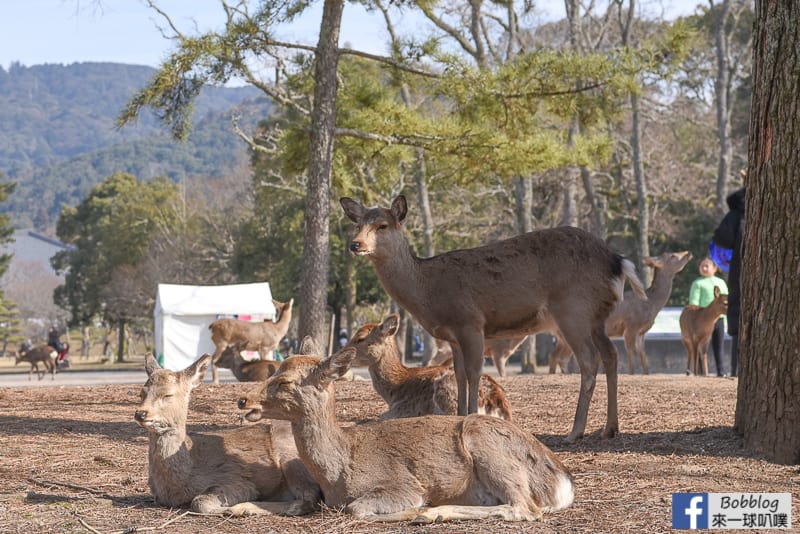 Todaiji-shopping-16