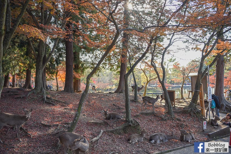 nara-Todaiji-Nigatsudo-3