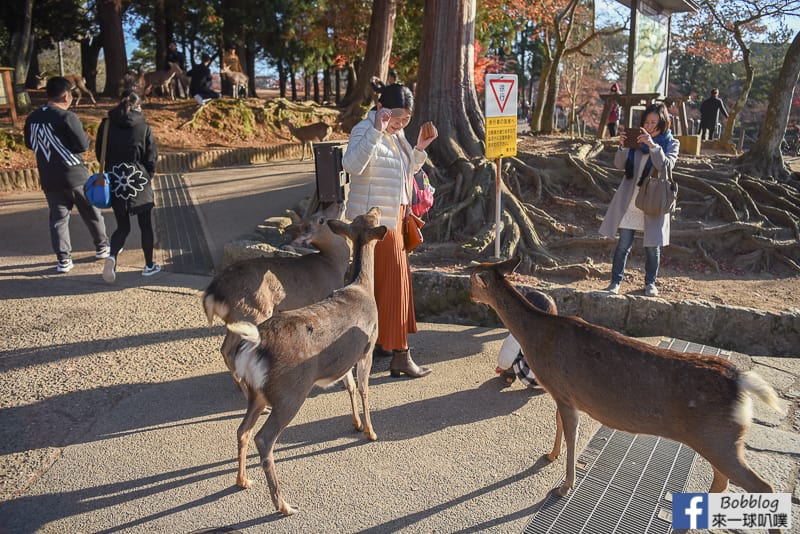 nara-Todaiji-Nigatsudo-37