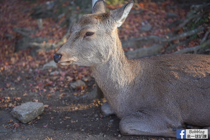 nara-Todaiji-Nigatsudo-4