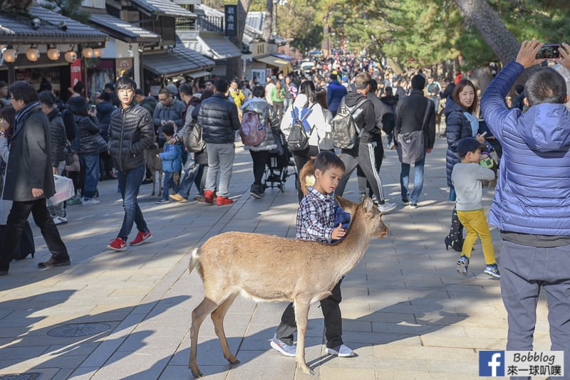 nara-park-12