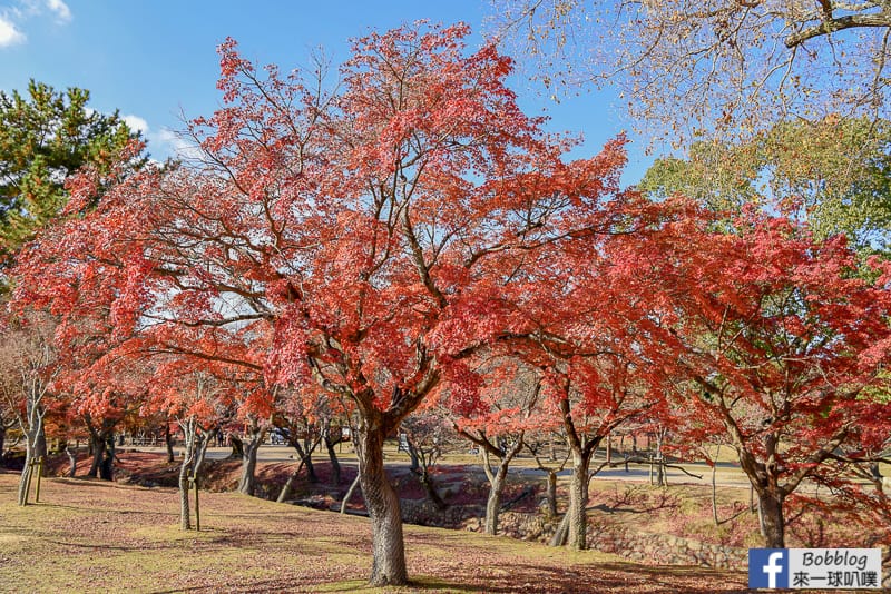 nara-park-18