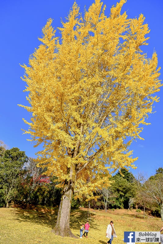 nara-park-23