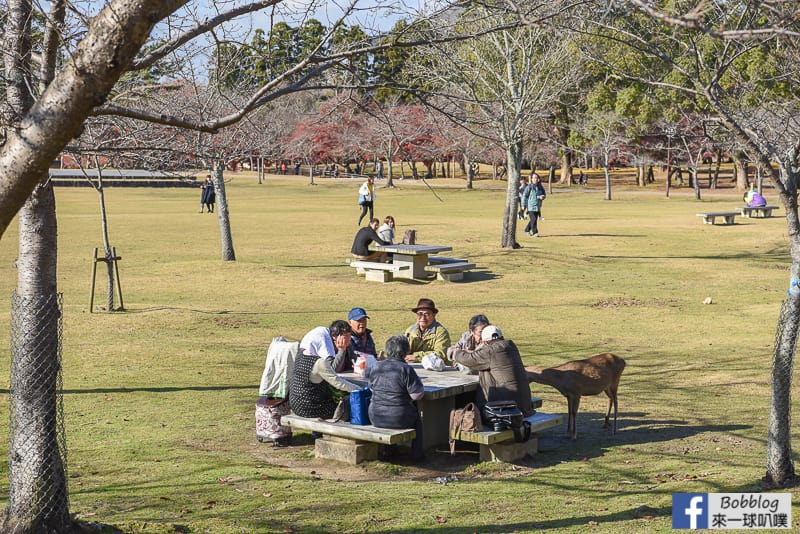 nara-park-27