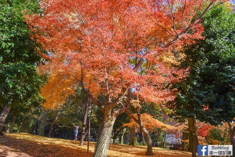 nara-park-28