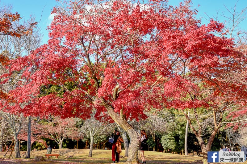 nara-park-33