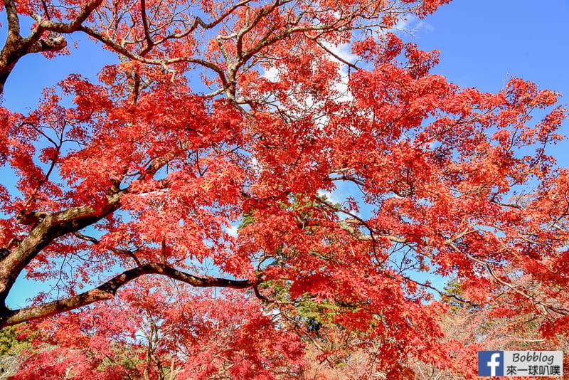 nara-park-34