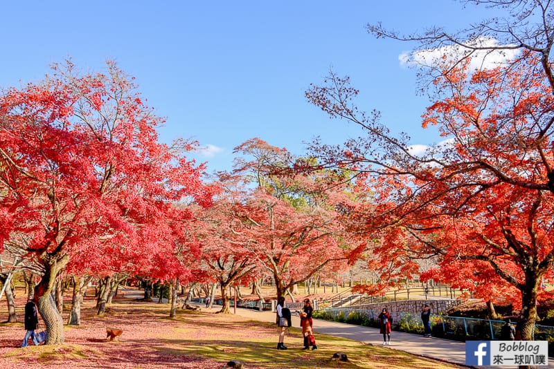 nara-park-35