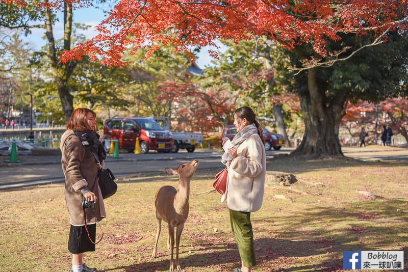 nara-park-37