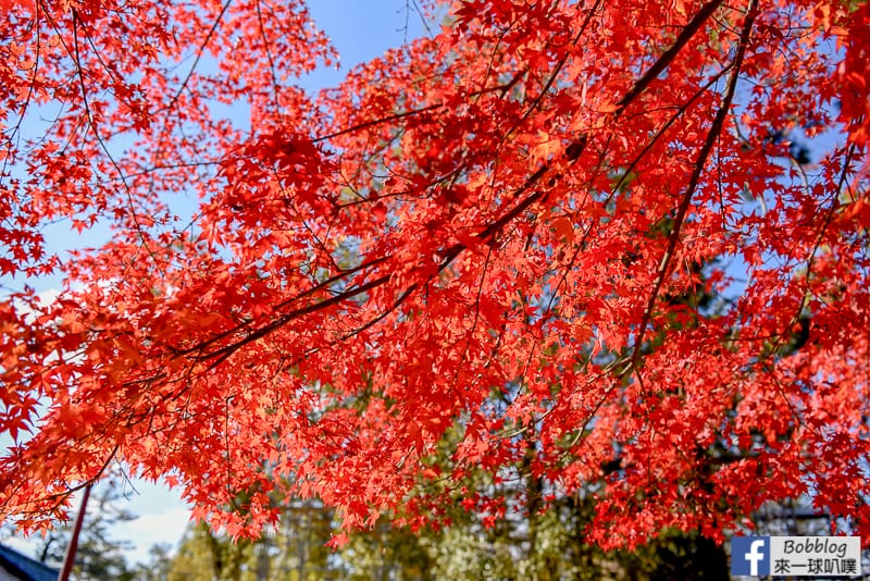 nara-park-38