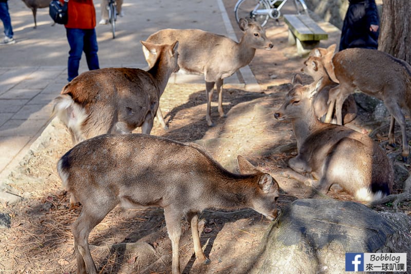 nara-park-4