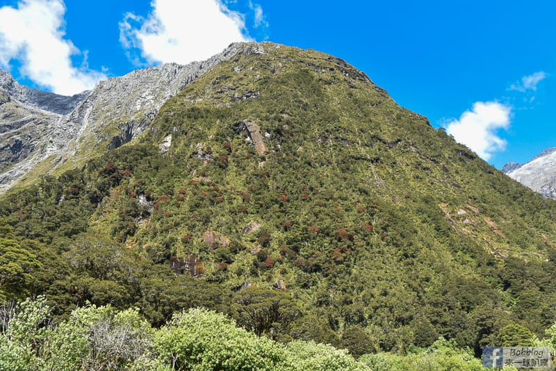 紐西蘭米佛峽灣公路必訪景點|Monkey Creek猴子溪、巧遇高山鸚鵡kea