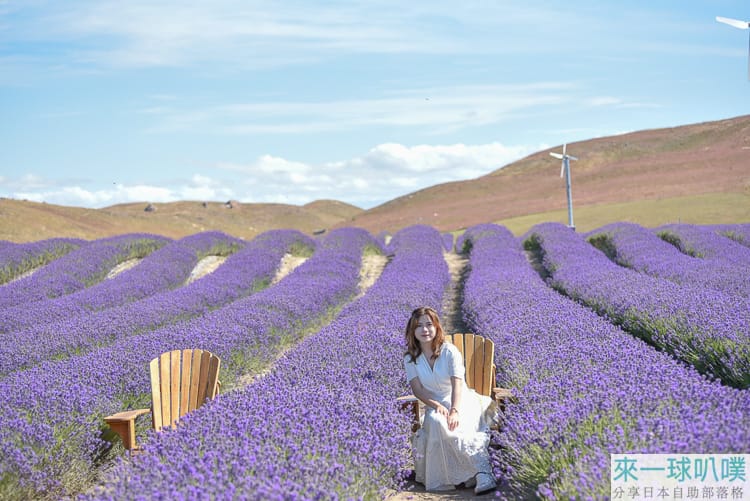 紐西蘭南島庫克山景點推薦|NZ Alpine Lavender、超美薰衣草花海