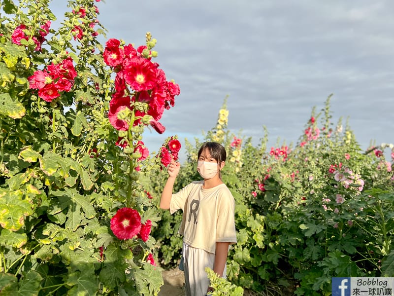 Xuejia-Salvia-officinalis-festival-22