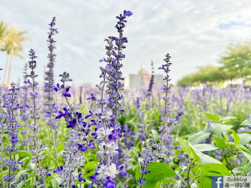 Xuejia-Salvia-officinalis-festival-32