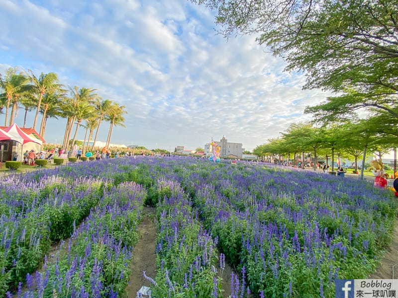 Xuejia-Salvia-officinalis-festival-56