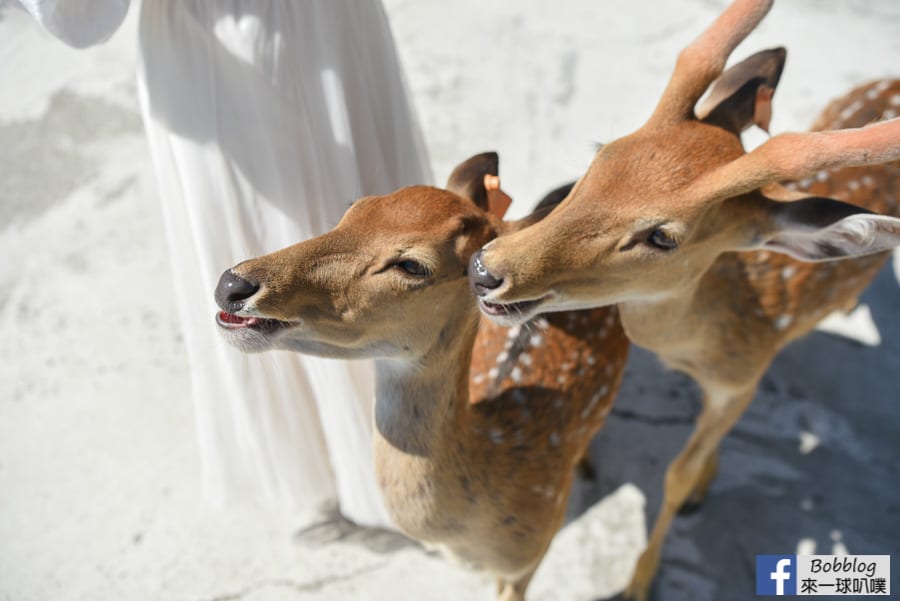 liuqiu-deer-farm-25