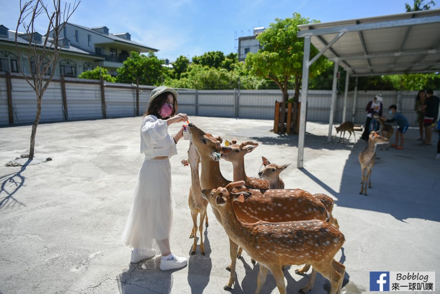 liuqiu-deer-farm-31