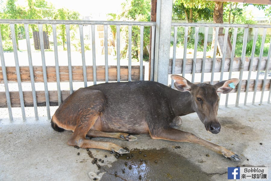 liuqiu-deer-farm-43