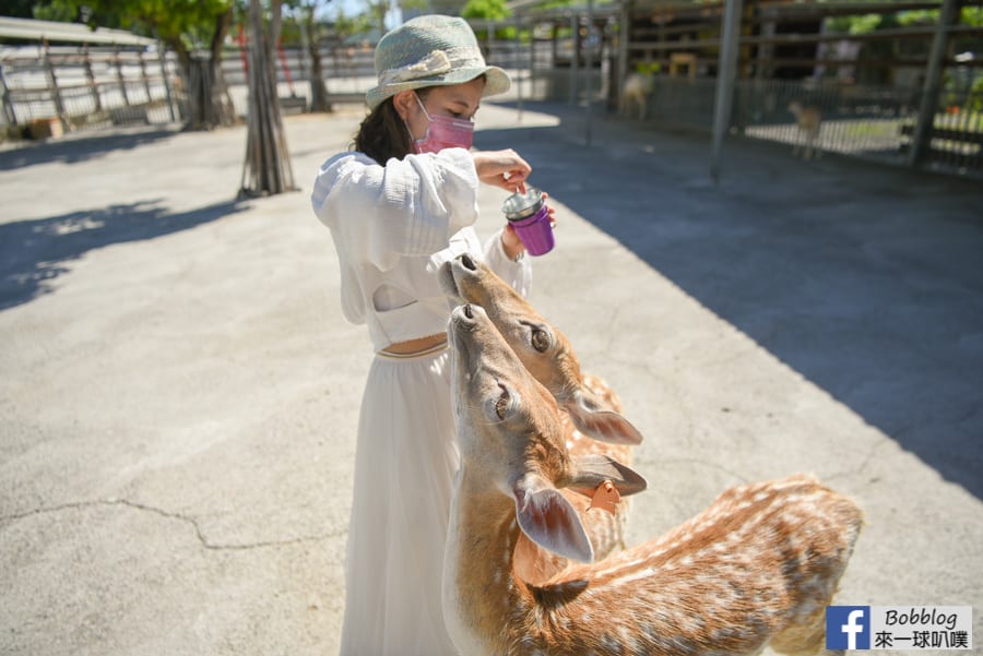 liuqiu-deer-farm-50