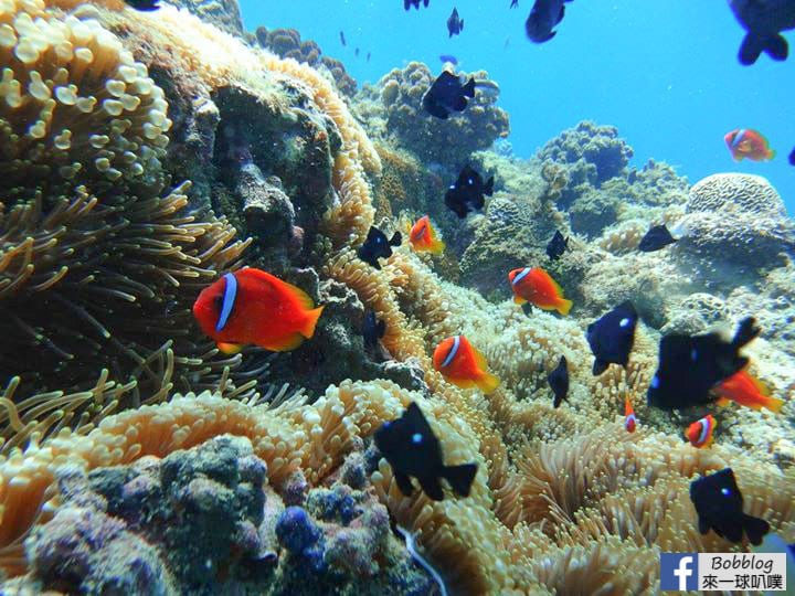 liuqiu-Sunlight-snorkeling-22