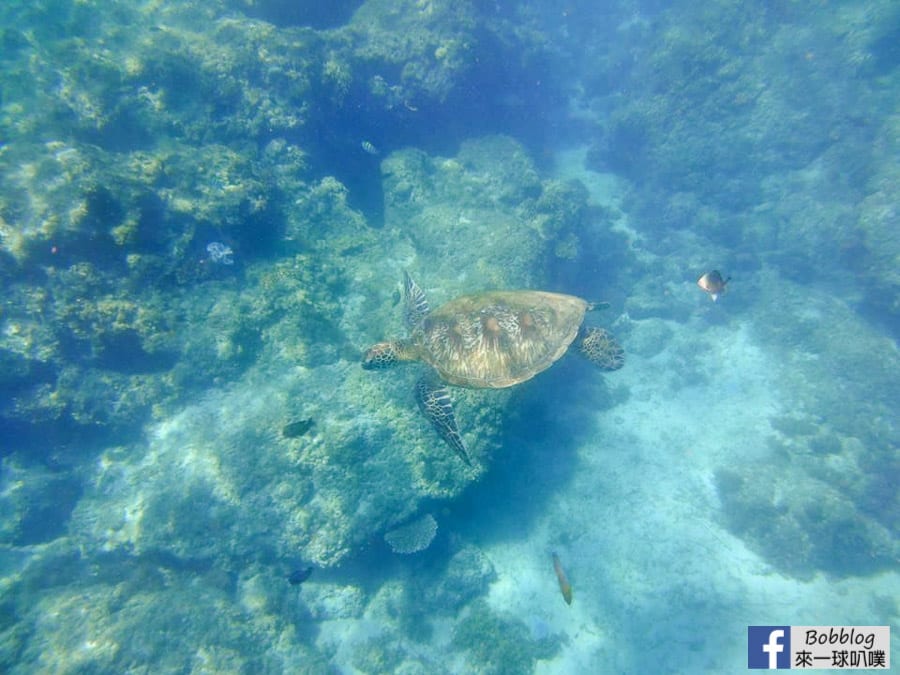 liuqiu-Sunlight-snorkeling-24