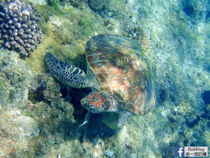 liuqiu-Sunlight-snorkeling-27