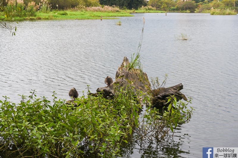 Luodong-Forestry-Culture-Garden-15