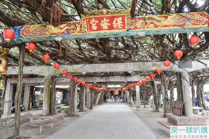 澎湖白沙鄉景點|通樑古榕、百年壯觀綠色隧道