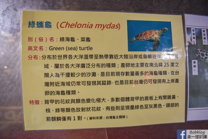 Dayi Temple Sea Turtles 15