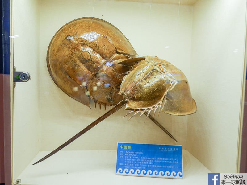 penghu-ocean-resources-museum-10