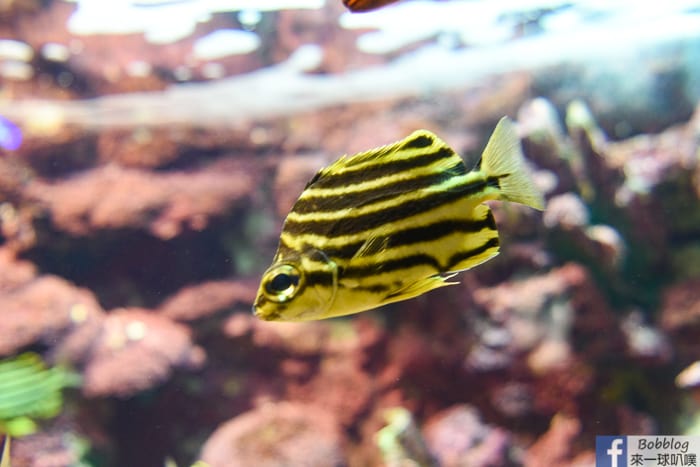 penghu-aquarium-20