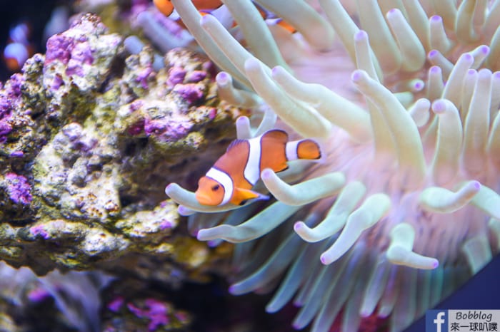 penghu-aquarium-35