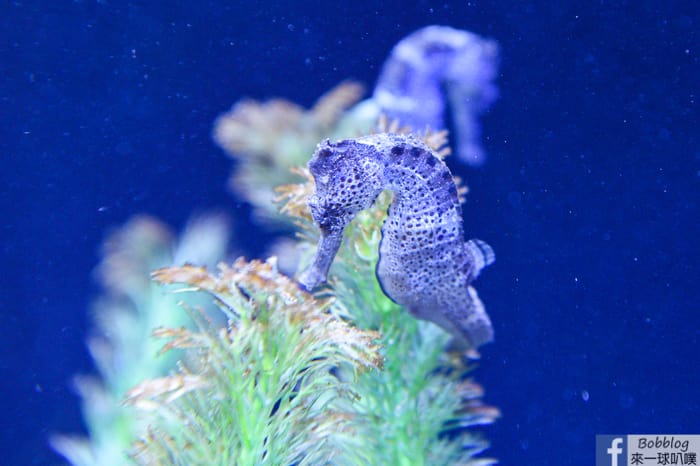 penghu-aquarium-36