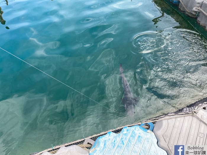 Penghu fish farming 43