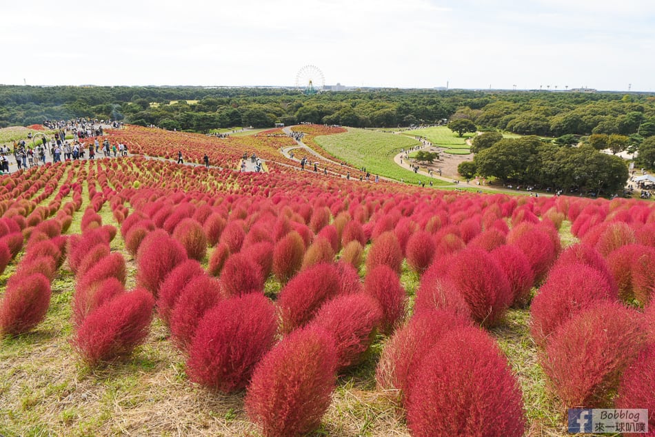 kokuei-showa-kinen-koen-28