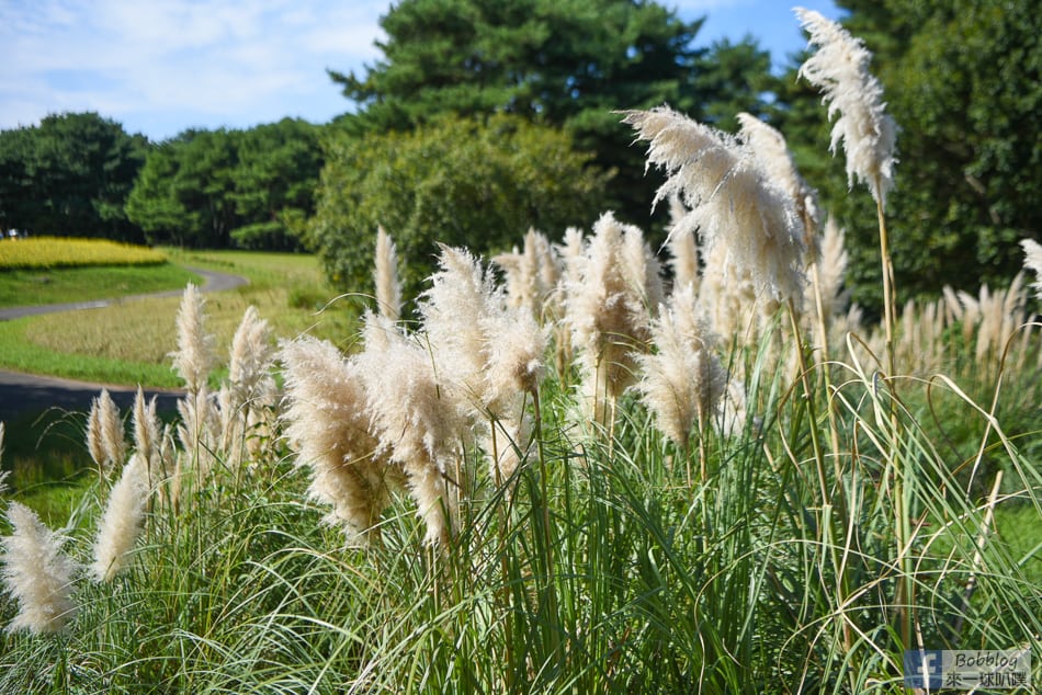 kokuei-showa-kinen-koen-42