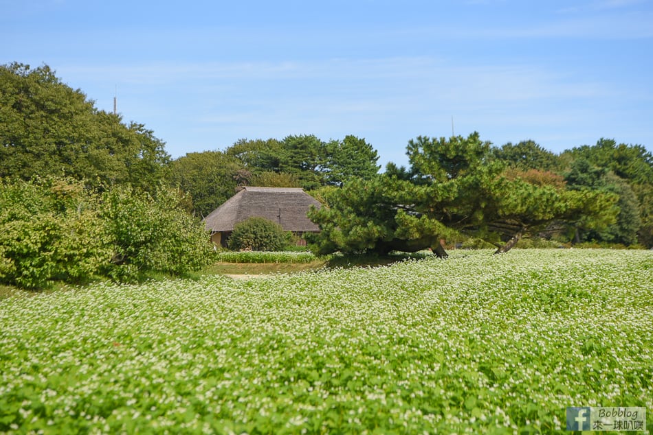 kokuei-showa-kinen-koen-9