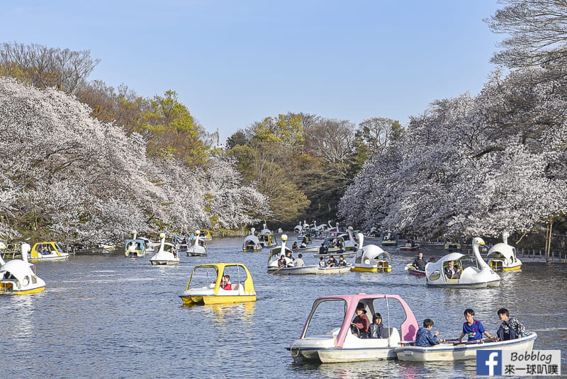 東京立川賞櫻-國營昭和紀念公園櫻花(騎單車遊油菜花田與櫻花海！)