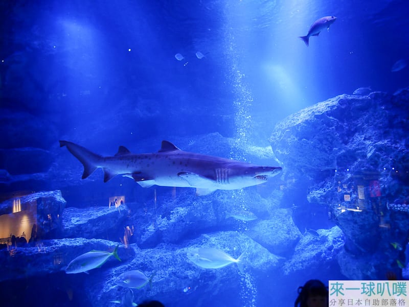 東京晴空塔墨田水族館、小型水族館、有企鵝海豹