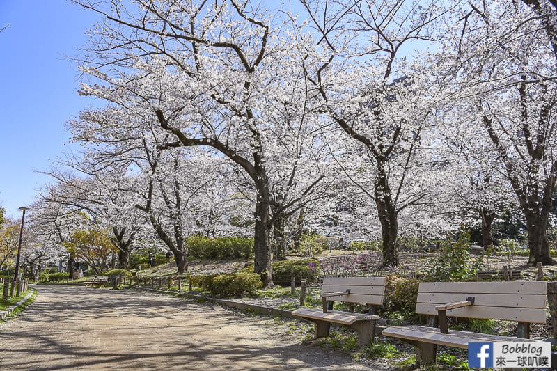 Sumida gawa sakura 27