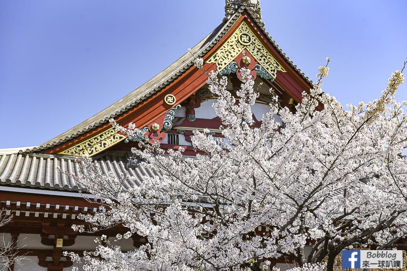 Asakusa sakura 24