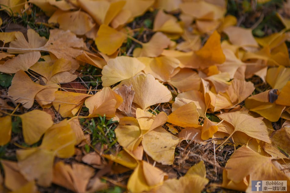 meijijingu-gaien-ginkgo-tree-13