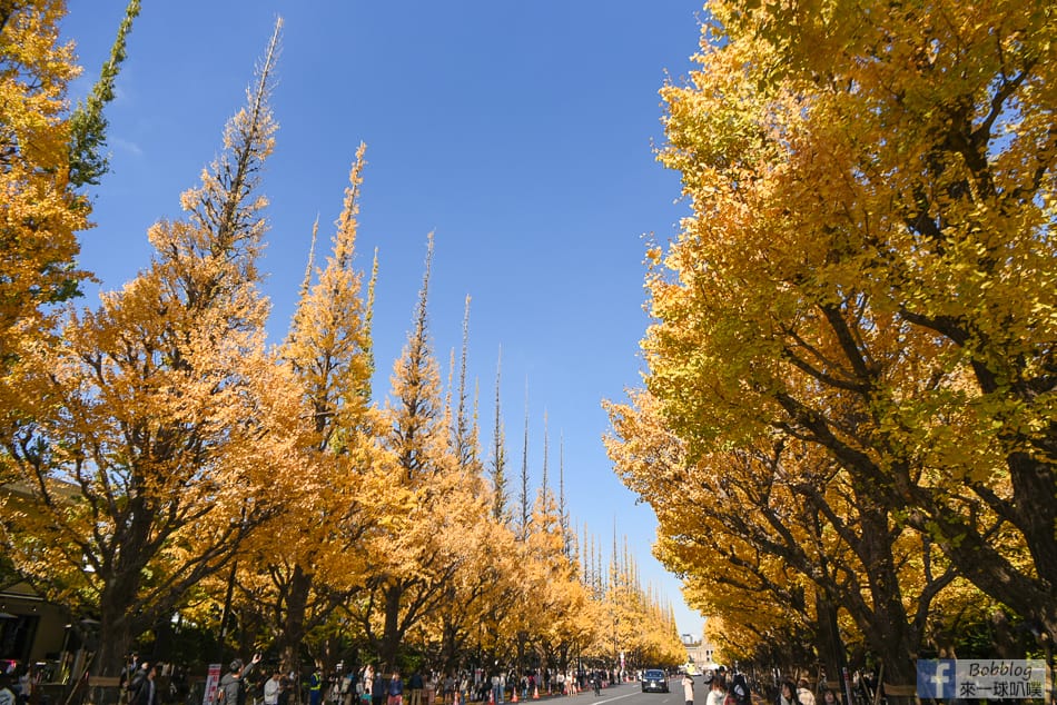 meijijingu-gaien-ginkgo-tree-4