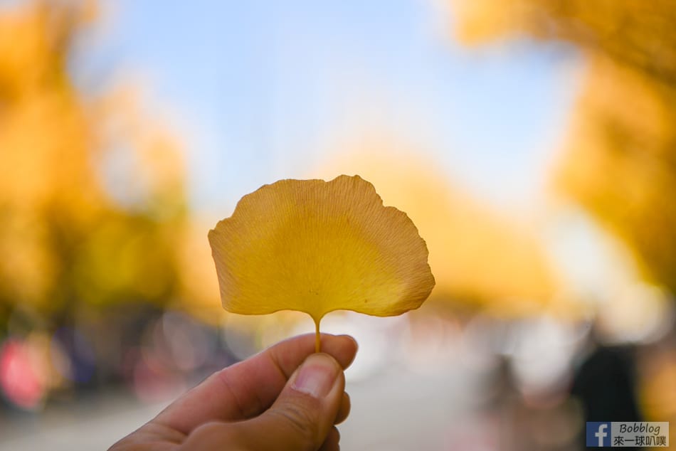 meijijingu-gaien-ginkgo-tree-5