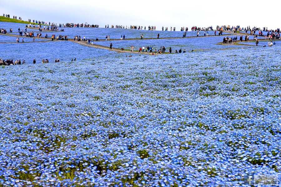 hitachi-seaside-park-22