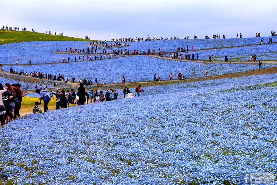 hitachi-seaside-park-24